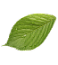 Leafe Image